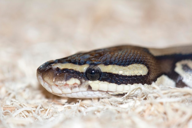 Photo close-up of snake in zoo