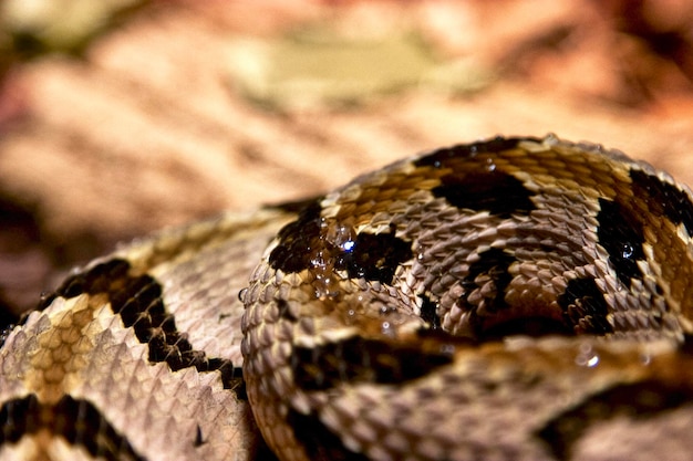 Foto close-up di un serpente allo zoo