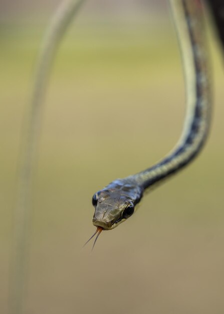 Close-up of snake