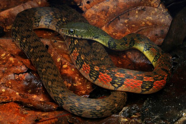 Photo close-up of snake