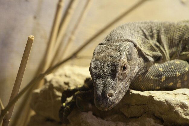 Foto prossimo piano di un serpente