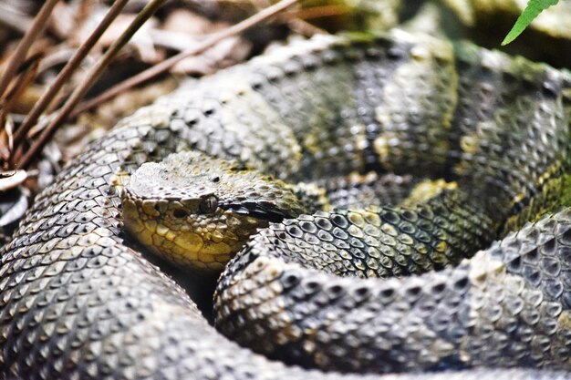 Photo close-up of snake