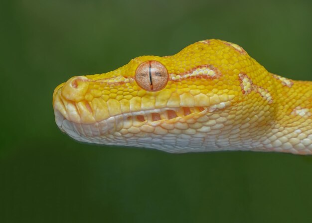 Close-up of snake