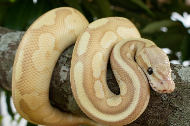 Photo close-up of snake