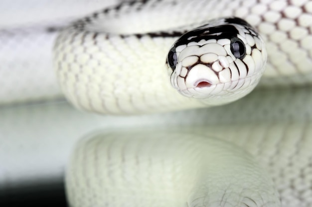 Photo close-up of snake