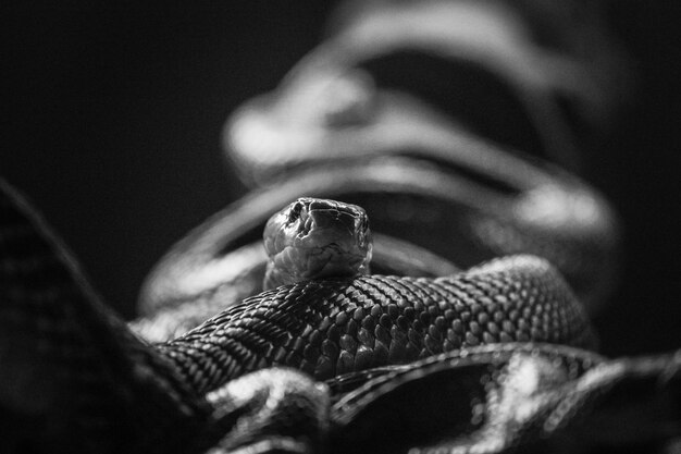 Close-up of snake