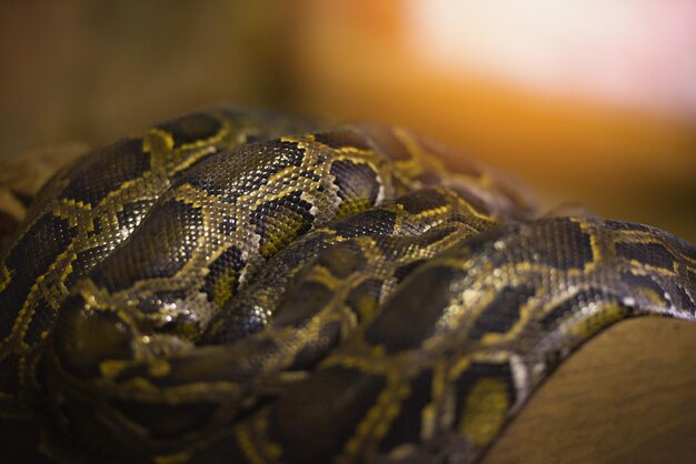 Photo close-up of snake