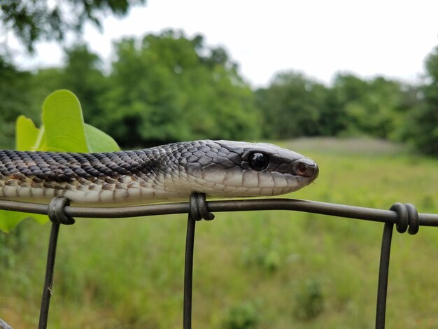 Foto prossimo piano di un serpente