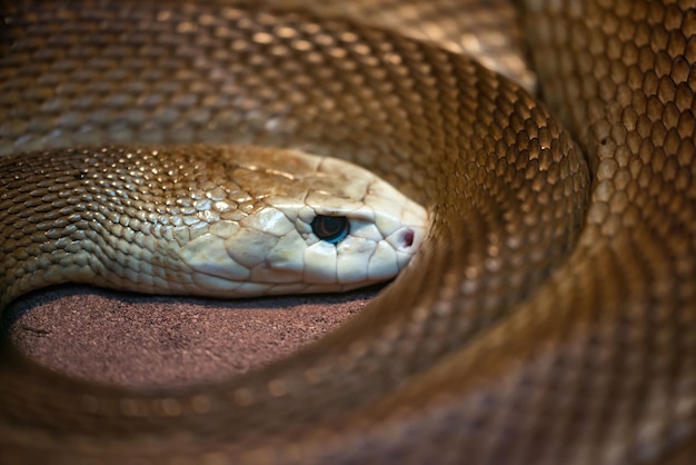 Photo close-up of snake