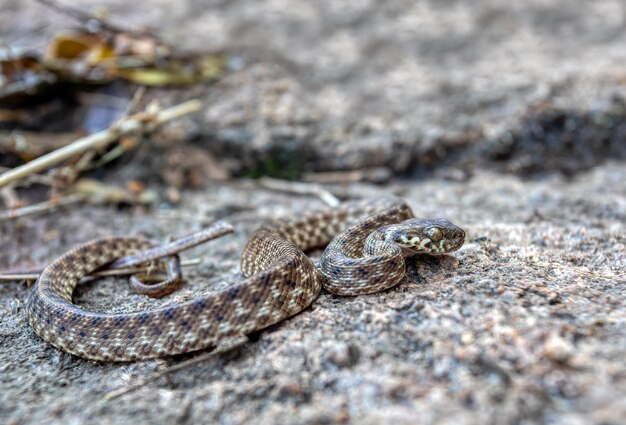 Foto prossimo piano di un serpente