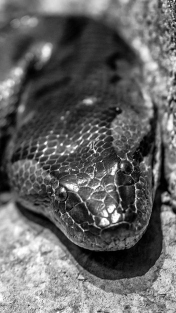 Photo close-up of snake