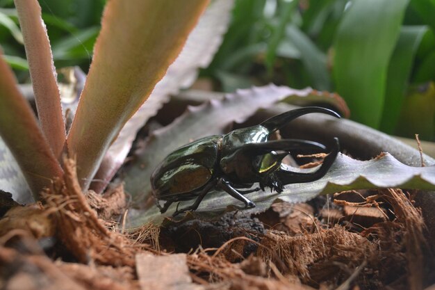 Photo close-up of snake