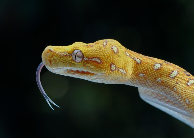 Photo close-up of snake