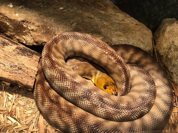 Foto prossimo piano di un serpente