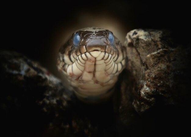 Photo close-up of snake