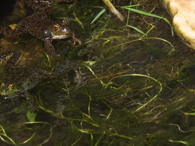 Photo close-up of snake