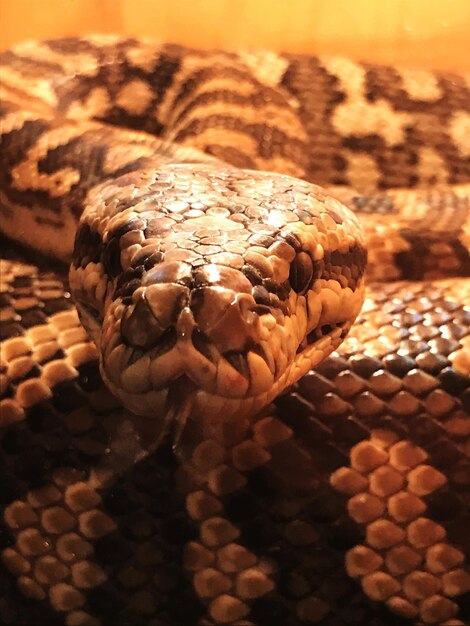 Foto prossimo piano di un serpente