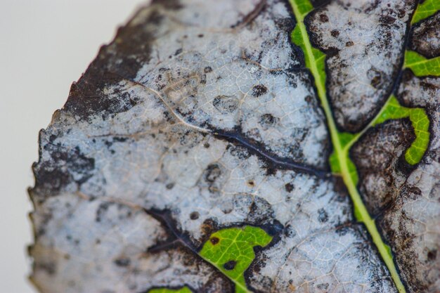 Photo close-up of snake