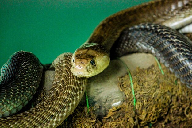 Foto prossimo piano di un serpente