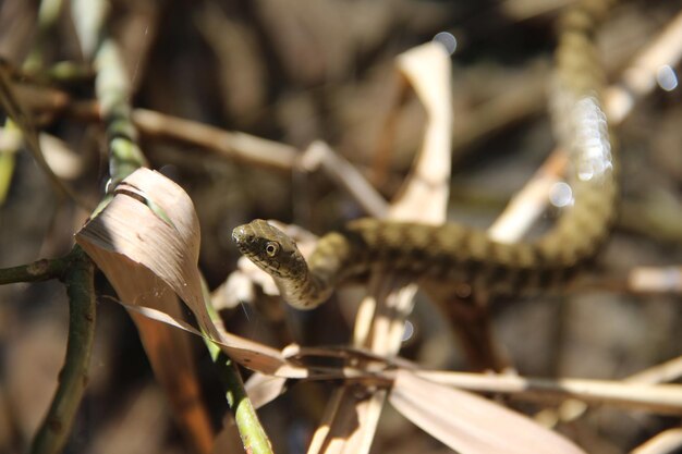 Photo close-up of snake