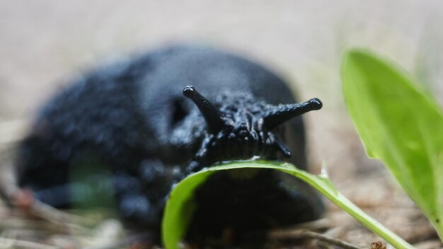 Photo close-up of  a snale on plant