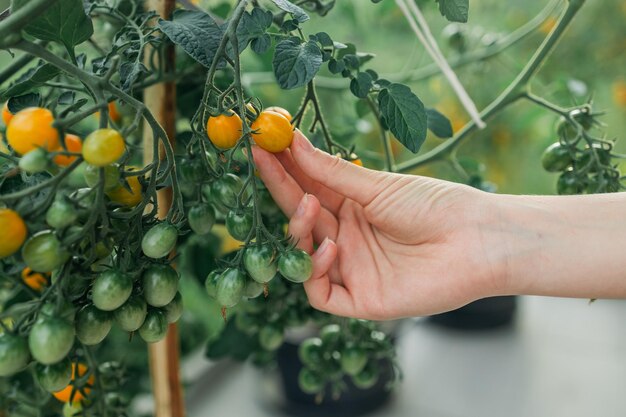Close-up snoeischaar snijdt in de hand rijpe gele tomaten en snijdt tomaten met behulp van een tuingereedschap kopie ruimte hig