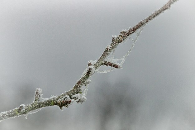 Close-up of snow on branch against sky