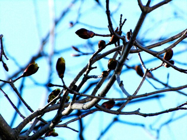 Close-up of snow on branch against sky