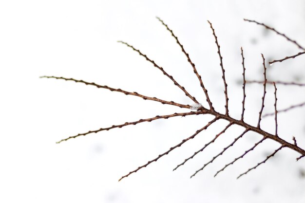 Photo close-up of snow on branch