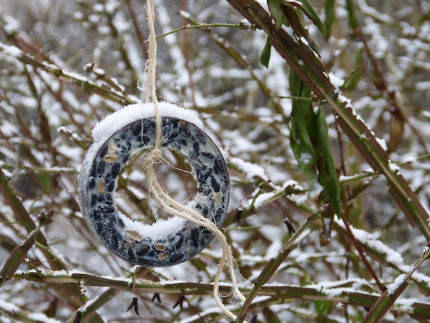Photo close-up of snow on branch