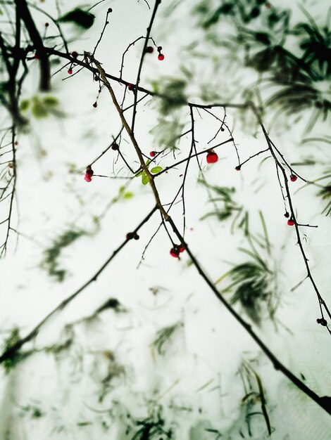 Close-up of snow on branch