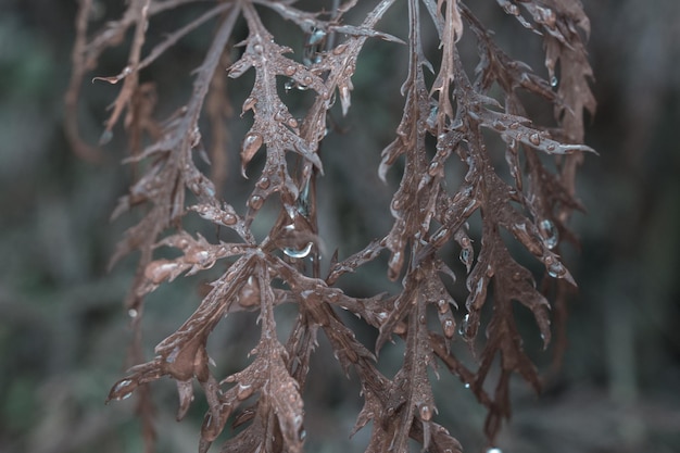 Photo close-up of snow on branch