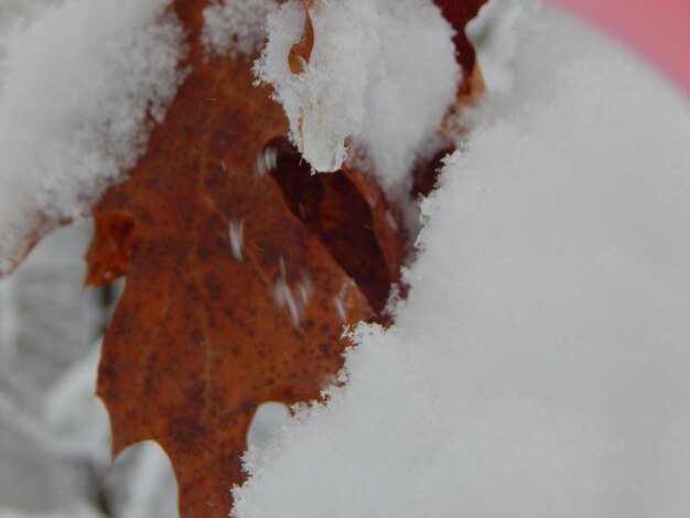 Close-up of snow covered autumn leaf