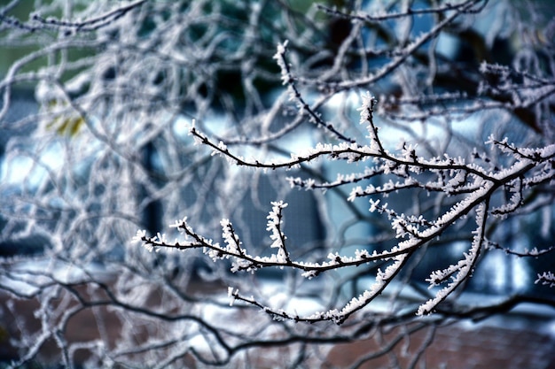 Photo close-up of snow covered branch