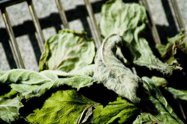 Photo close-up of snow covered green leaves