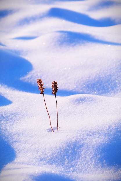 Close-up of snow covered land on field