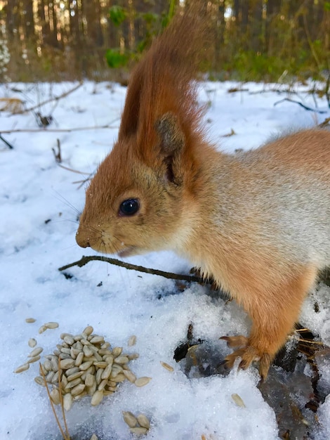 Foto close-up di un terreno coperto di neve