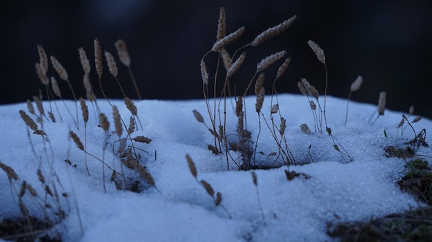 雪に覆われた土地のクローズアップ