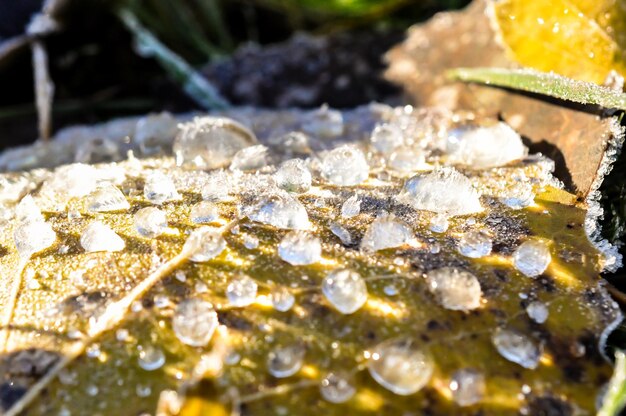 Close-up of snow covered leaves