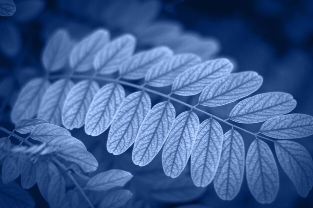 Photo close-up of snow covered leaves