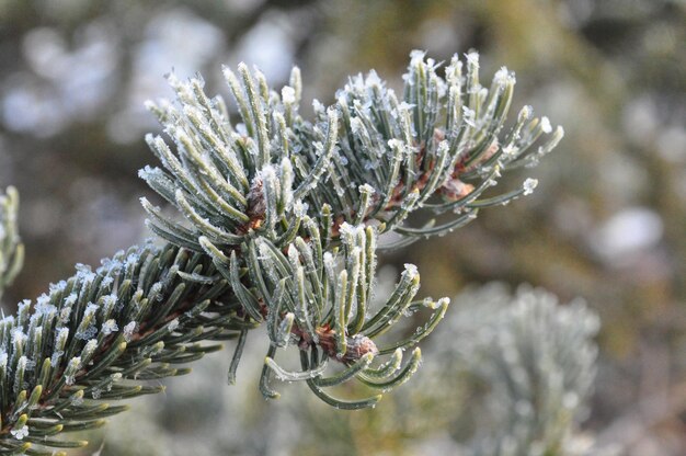 Photo close-up of snow covered pine tree