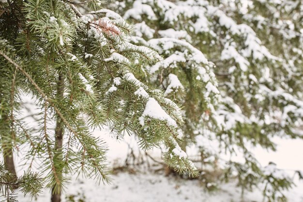 Photo close-up of snow covered pine tree