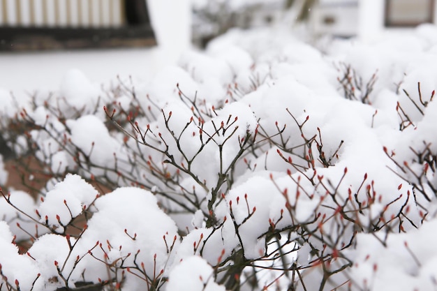 Close-up of snow covered plant against house