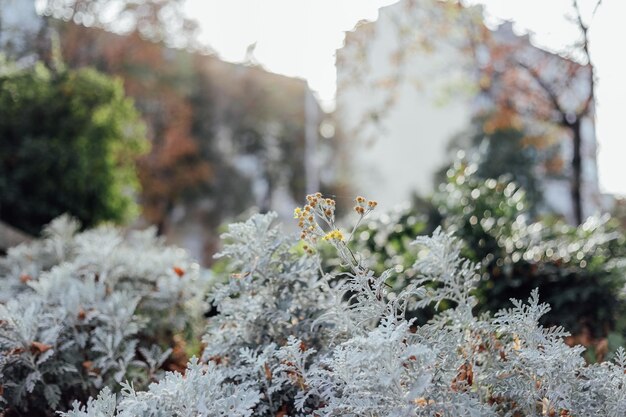 Photo close-up of snow covered plant against trees