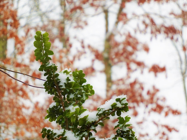 Photo close-up of snow covered plant