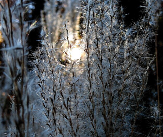 Foto close-up di piante coperte di neve in foresta