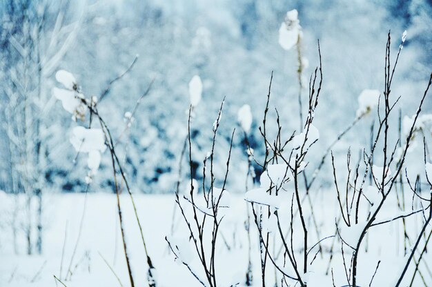 Close-up of snow covered plants on land