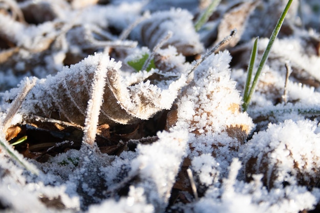 雪で覆われた陸上の植物のクローズアップ