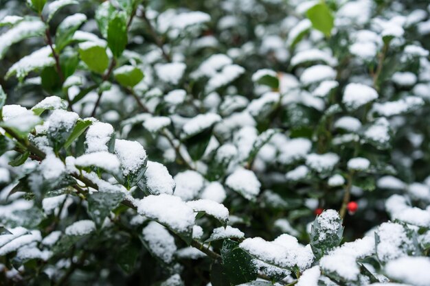 雪で覆われた植物のクローズアップ