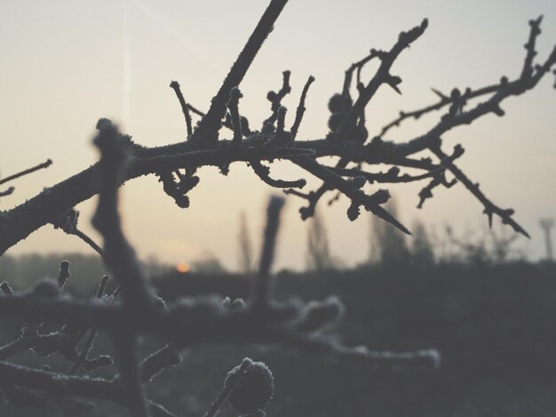 Photo close-up of snow covered stems